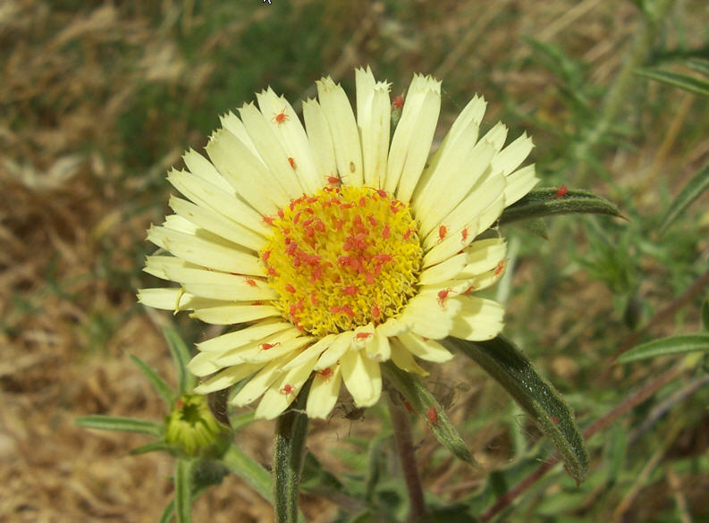 Acari rossi su fiore (Balaustium sp.)